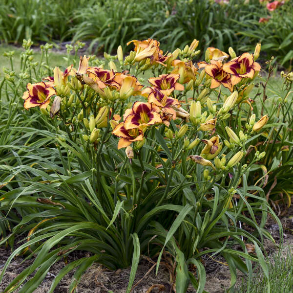 Rainbow Rhythm 'Blazing Glory' Daylily in garden with its many yellow with burgundy edges flowers.