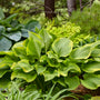 Shadowland Lone Star Hostas are medium green with vivid gold margin leaves.