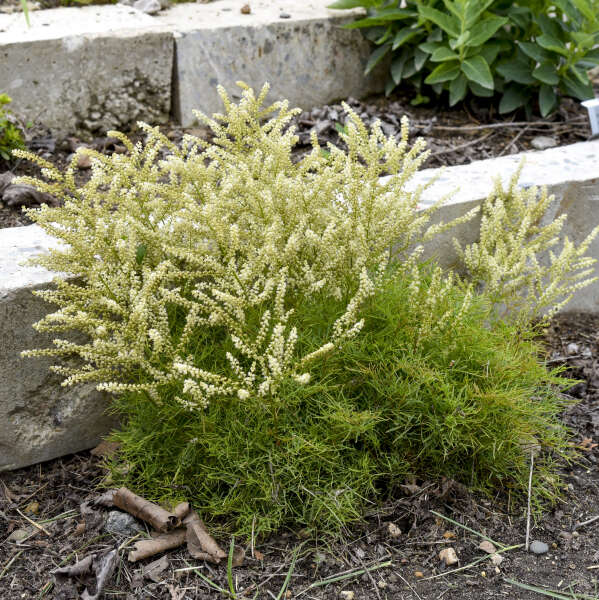 Le Goatsbeathsbeath, ou Barbe-de-bouc aux cheveux de fée, possède des feuilles vert moyen en forme d'aiguilles, ornées de panaches de fleurs blanc crème.