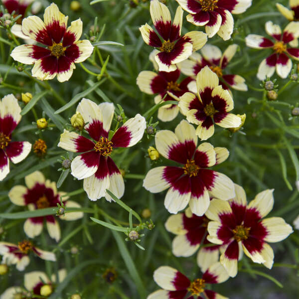 Close up of Creamy Calico Tickseed has soft yellow flowers with a deep maroon eye.