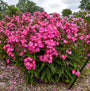 Luminary® 'Pink Lightning' Phlox bright pink with central white starburst pattern.