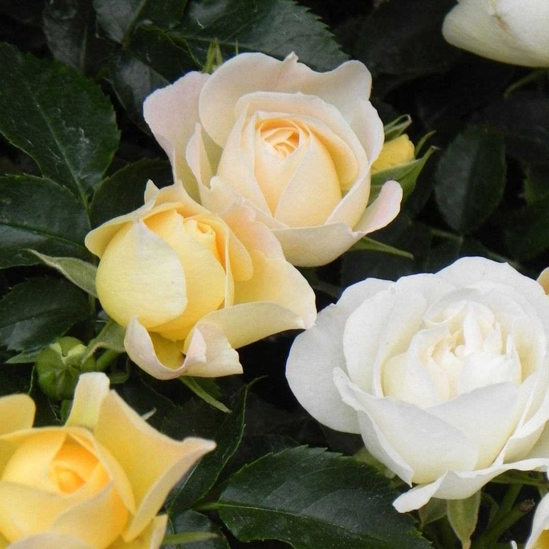 Gros plan sur la rose Popcorn Drift : ses fleurs, d'un jaune beurre, virent au crème.