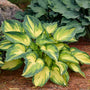 'My Fair Lady' Hosta's tri-colored foliage gives your shade garden a vibrant pop of color