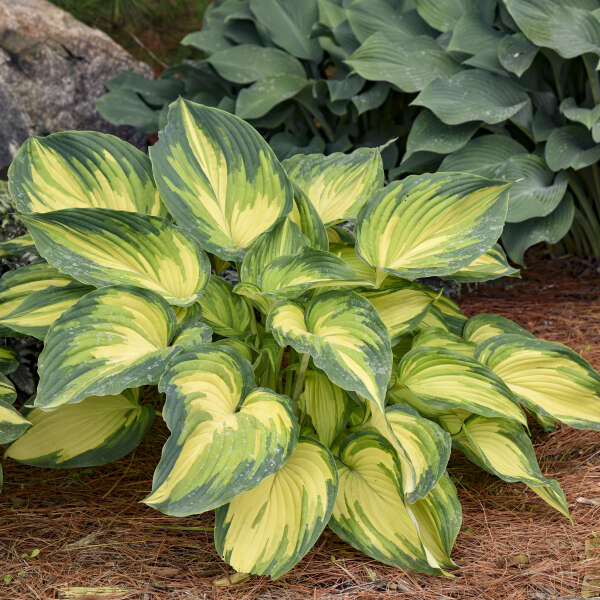 'My Fair Lady' Hosta's tri-colored foliage gives your shade garden a vibrant pop of color
