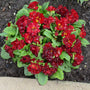 Belarina Valentine Primrose has deep red flowers in spring.