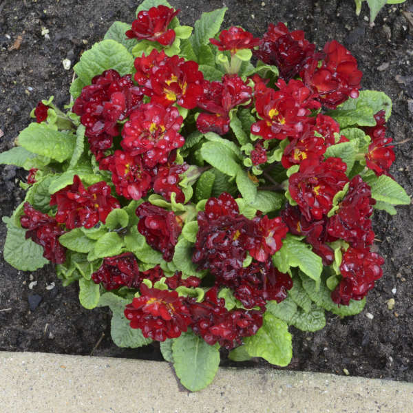 Belarina Valentine Primrose has deep red flowers in spring.