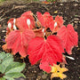 Fusion of Fire Oredenia foliage turns bright red in fall.