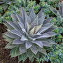 Magnifique mangave plantée près d'autres plantes succulentes.