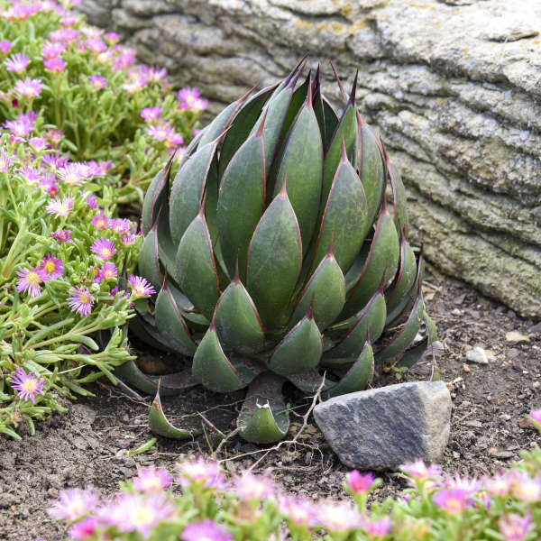 Mad about Mangave Praying Hands Mangave unique shape among pink ice plants.
