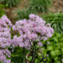 Close up Cotton Candy Meadow Rue flower blooms.