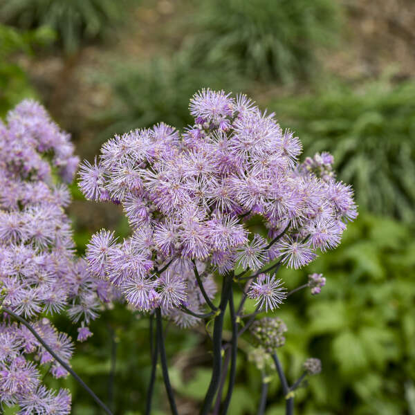 Close up Cotton Candy Meadow Rue flower blooms.