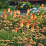 Kniphofia Hot and Cold Red Hot Poker orange and gold flowers rising above Yarrow blooms  in garden