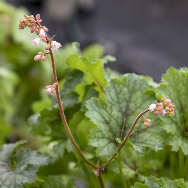 Close up of Fun and Games® 'Shadow Tag' Foamy Bells flower stalk with bubblegum pink flowers.