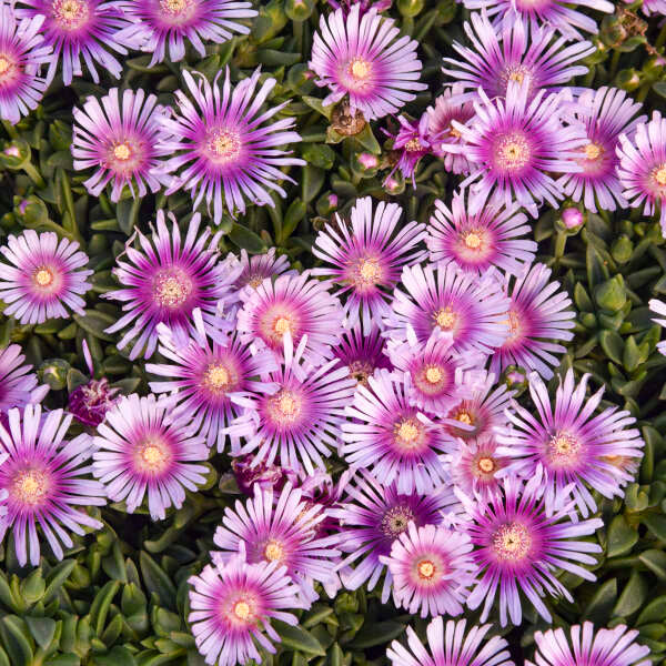 Kaleidoscope Pink Radiance Ice Plant has darker pink centers with pale pink edges.
