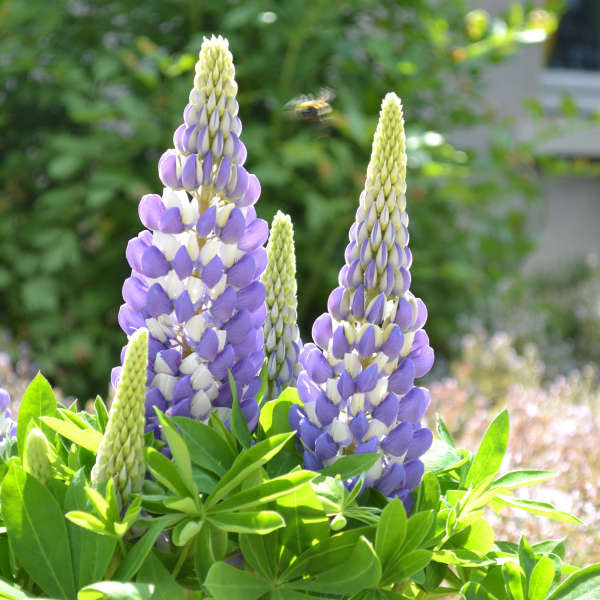 Lupin bicolore bleu Mini Gallery™
