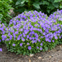 Des fleurs bleu-violet se dressent au-dessus d'un feuillage vert compact.