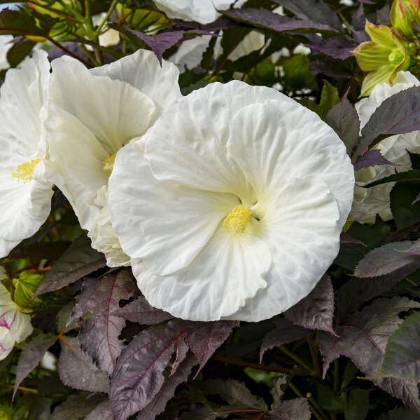 Summerific Cookies and Cream has large six to seven inch flowers with dark foliage.