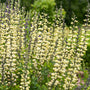 Gros plan sur des épis de fleurs blanc crème qui se ramifient à partir de tiges sombres aux feuilles vertes