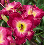 Gros plan sur l'hémérocalle Rainbow Rhythm 'Blood Sweat And Tears' : ses fleurs massives de 6 cm arborent de magnifiques teintes roses et rouges et des cœurs jaunes.