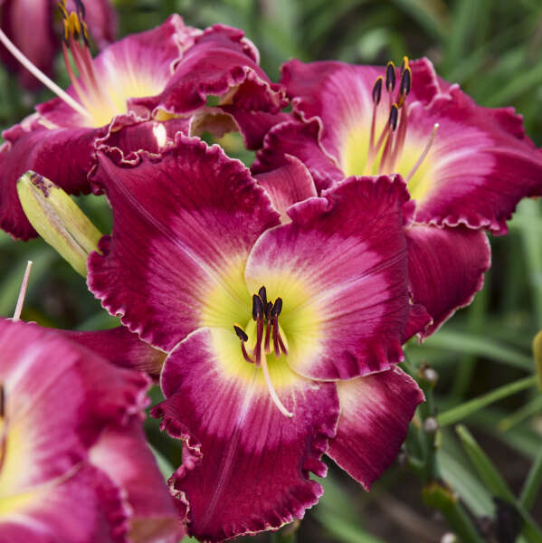 Gros plan sur l'hémérocalle Rainbow Rhythm 'Blood Sweat And Tears' : ses fleurs massives de 6 cm arborent de magnifiques teintes roses et rouges et des cœurs jaunes.