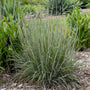 Feuillage bleu argenté éclatant du bluestem