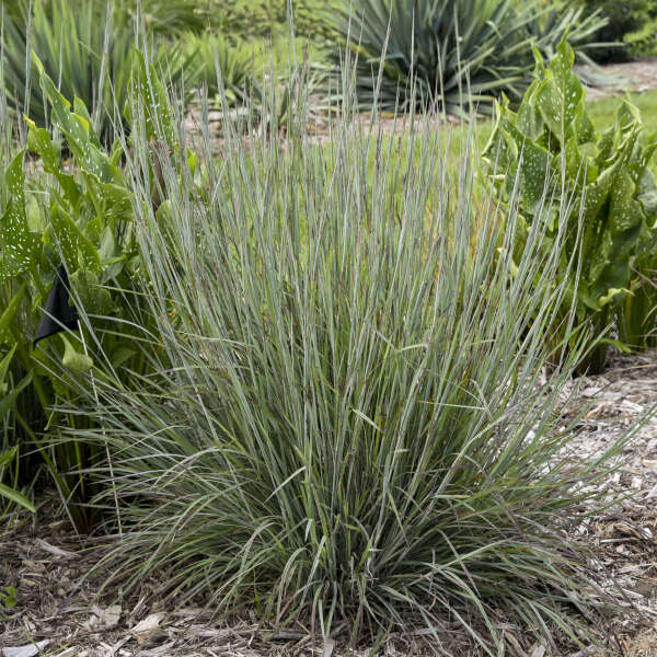 Feuillage bleu argenté éclatant du bluestem