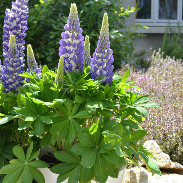 Lupin bicolore bleu Mini Gallery™