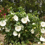 L'hibiscus vivace 'Marshmallow Moon' résiste aux cerfs et attire les pollinisateurs dans votre jardin !