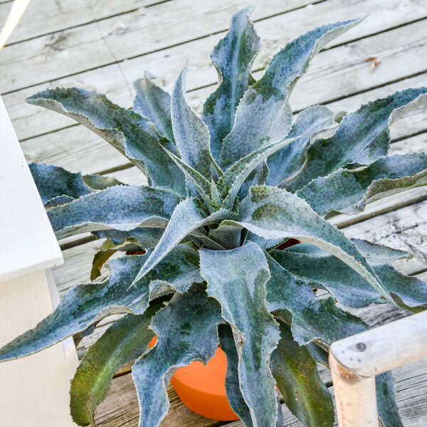 Mangave bleu argenté dans un pot en terre cuite