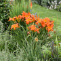 Hémérocalle Rainbow Rhythm 'Primal Scream', fleurs orange mandarine dans le jardin.