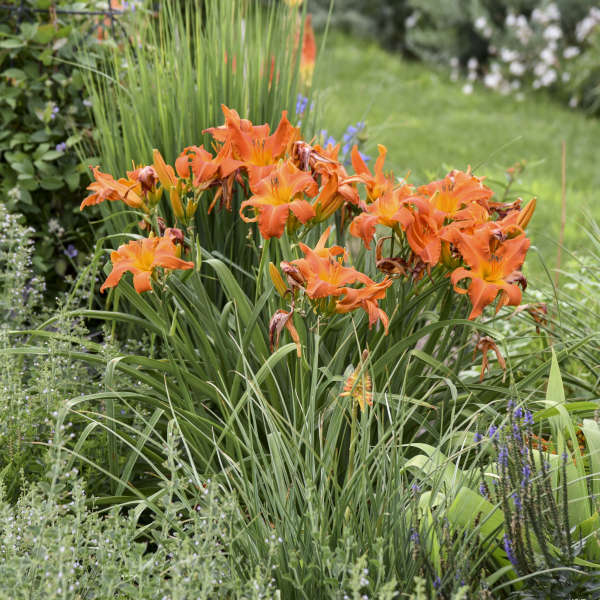 Hémérocalle Rainbow Rhythm 'Primal Scream', fleurs orange mandarine dans le jardin.