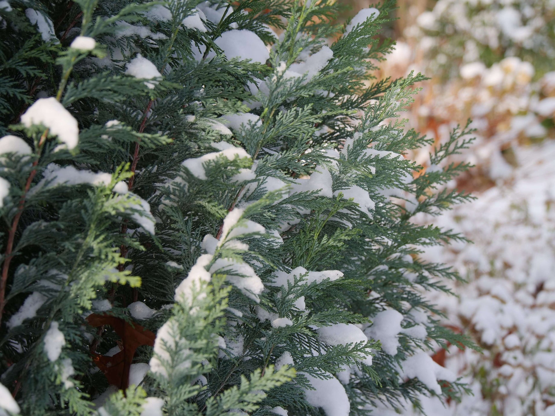 Evergreen Plants