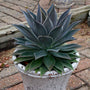Magnifique plante de manganèse dans un pot en béton
