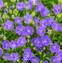 Gros plan sur des fleurs bleu-violet qui se dressent au-dessus d'un feuillage vert compact