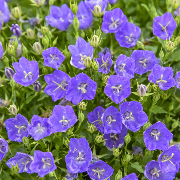 Gros plan sur des fleurs bleu-violet qui se dressent au-dessus d'un feuillage vert compact