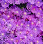 Close up of  Orchid Flash Ice Plant light purple flowers with white centers.