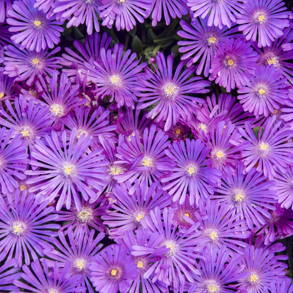 Close up of  Orchid Flash Ice Plant light purple flowers with white centers.
