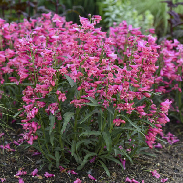 La langue-de-barbe Bejeweled Pink Pearls est une plante compacte aux multiples épis floraux roses.