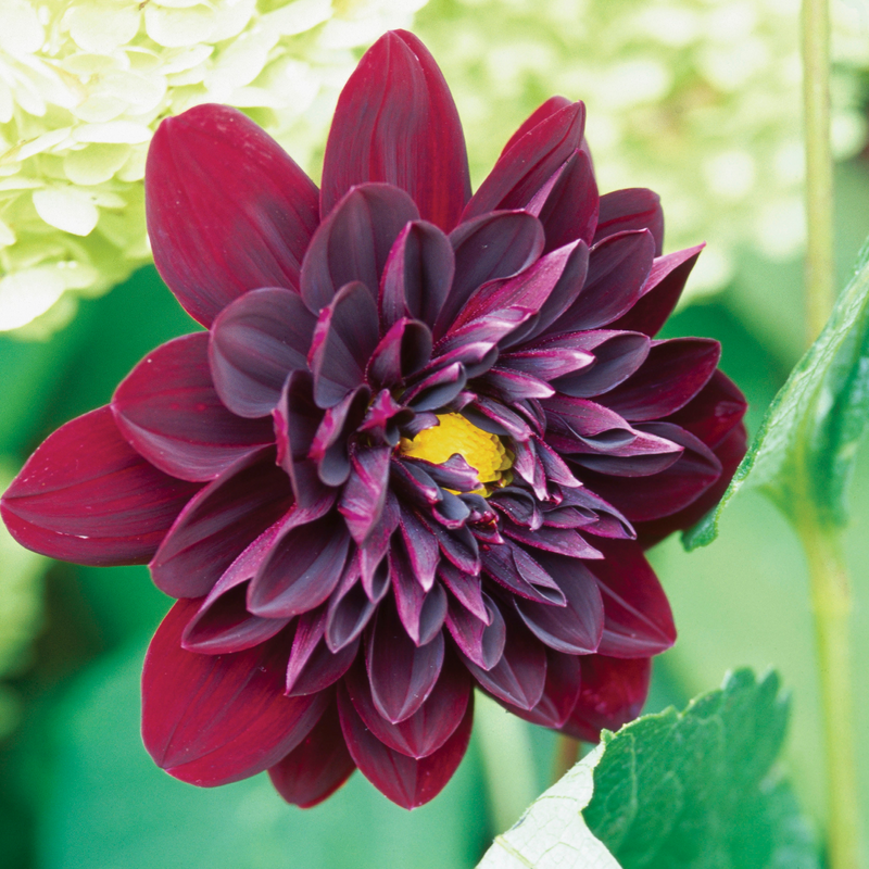 'Arabian Night' Dahlia - Thumbnail 2