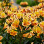 Gros plan sur les fleurs jaune doré uniques du lys péruvien Summer Breeze.
