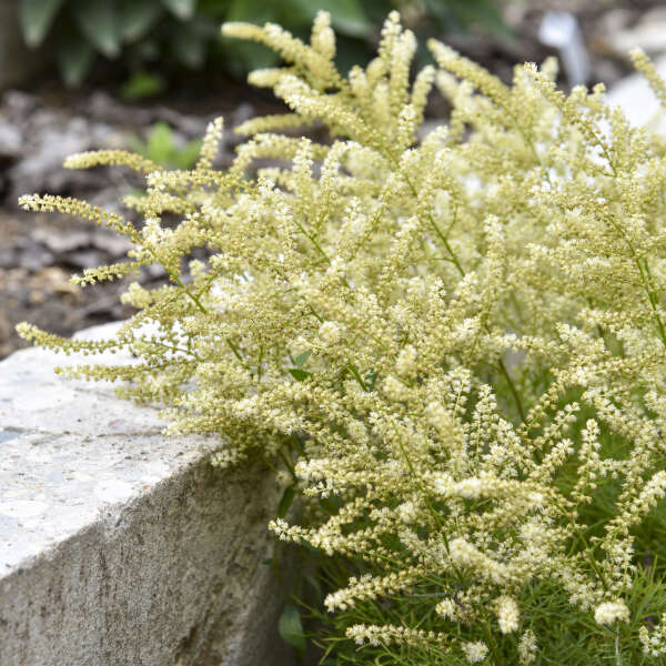 'Fairy Hair' Goatsbeard - Thumbnail 2