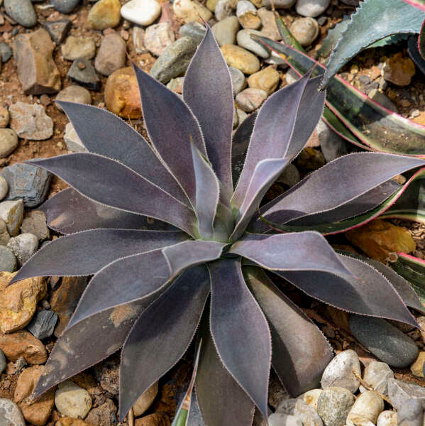 Mangave planté dans une rocaille