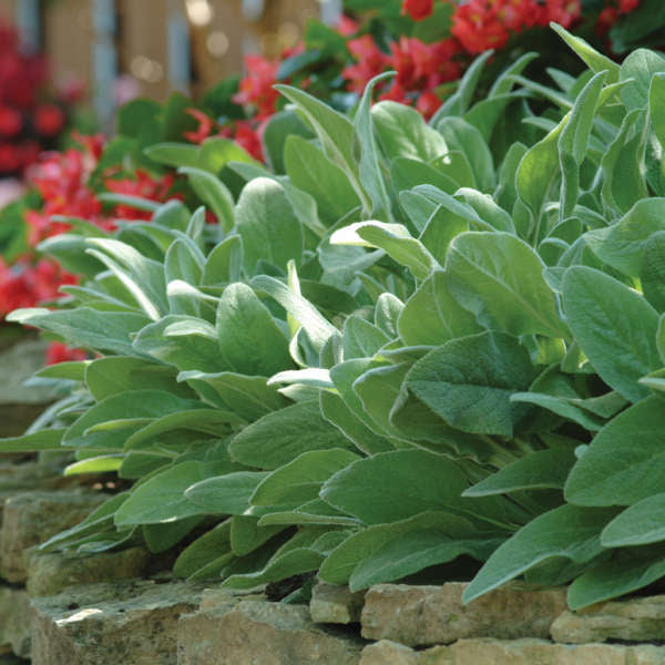Fuzzy Wuzzy' Lamb's Ear (Stachys) – Great Garden Plants Fuzzy Wuzzy' Lamb's Ear (Stachys) – Great Garden Plants