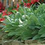 Close up of Fuzzy Wuzzy Lamb's Ear gray/green foliage