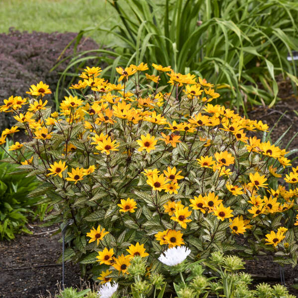 Le faux tournesol 'Touch of Blush' offre des fleurs jaunes semi-doubles au jardin.