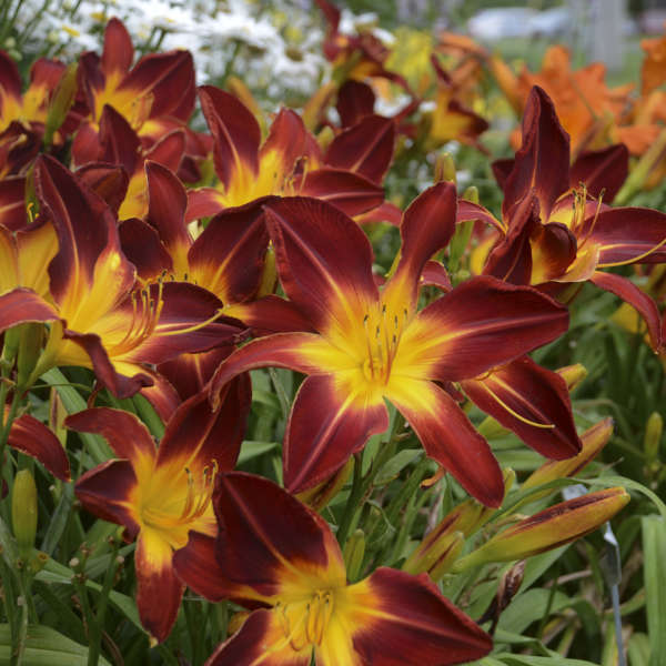 L'hémérocalle Rainbow Rhythm 'Ruby Spider' possède des fleurs rouge foncé à cœur jaune.