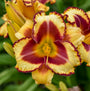 Close up of Rainbow Rhythm 'Blazing Glory' Daylily has golden yellow flowers with bold burgundy edges.