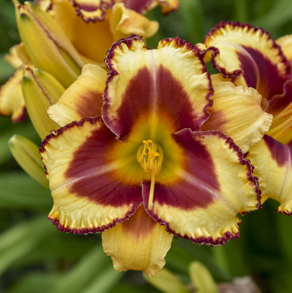 Close up of Rainbow Rhythm 'Blazing Glory' Daylily has golden yellow flowers with bold burgundy edges.