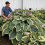 Hosta Gigantosaurus devant un homme dans le jardin.