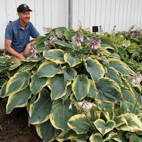 Hosta Gigantosaurus devant un homme dans le jardin.